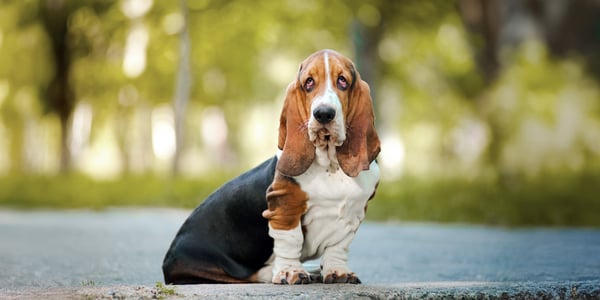 A Basset Hound sitting on the floor outdoors.