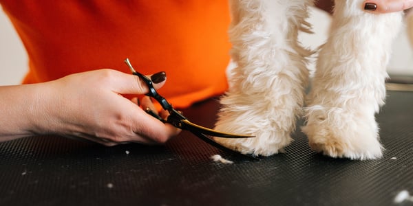 A labradoodle having his feet trimmed.