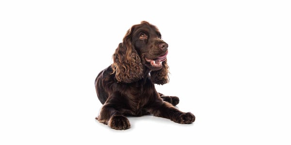 Boykin Spaniel