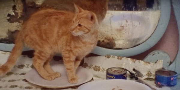 A ginger cat standing on a plate.