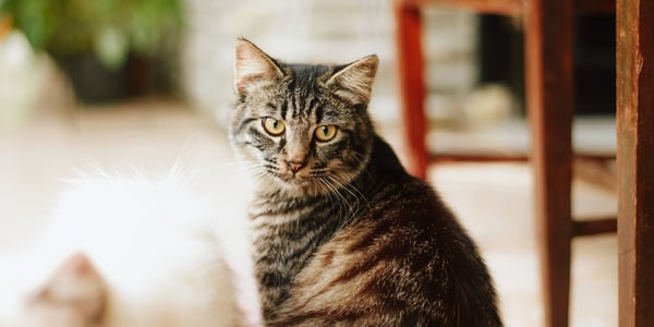 A tabby cat sat indoors.