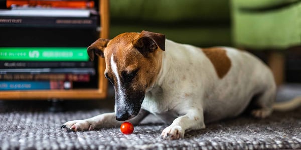 A dog looking at a small tomato