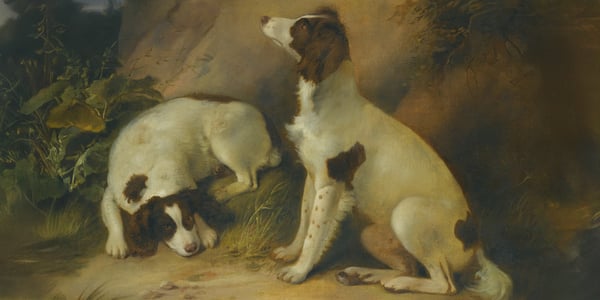 A painting of two brown and white Springer Spaniels. 
