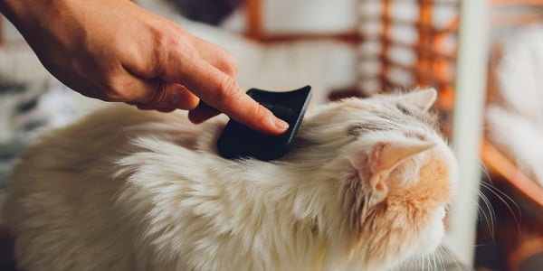 A cat being groomed with a slicker brush.
