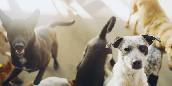 A group of dogs in the sun.