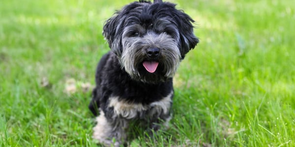 black and grey maltipoo sitting on grass with tongue out
