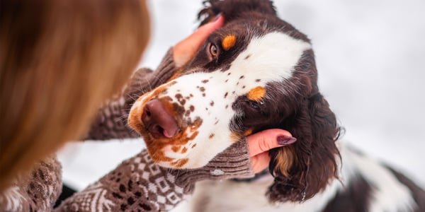 Brown and orange Spaniel's face being held by owner