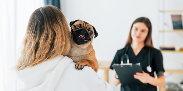 pug on shoulder of owner looking at vet