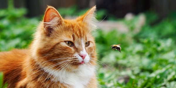 A ginger cat with his tongue out looking at a bee.