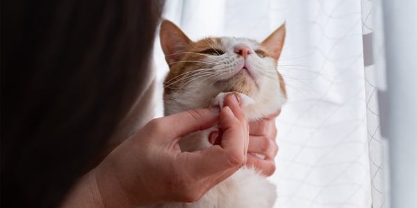 A cat getting his chin wiped by his owner.