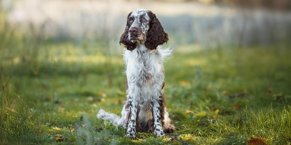 A cocker spaniel sitting on grass.