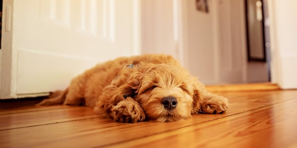 A golden labradoodle laying down on laminate flooring.