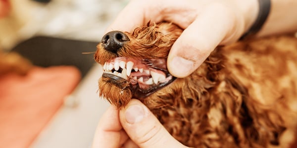 A close up of a dog having their teeth professionally cleaned.