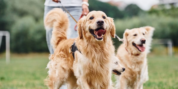 Two golden labrador retrievers on leads
