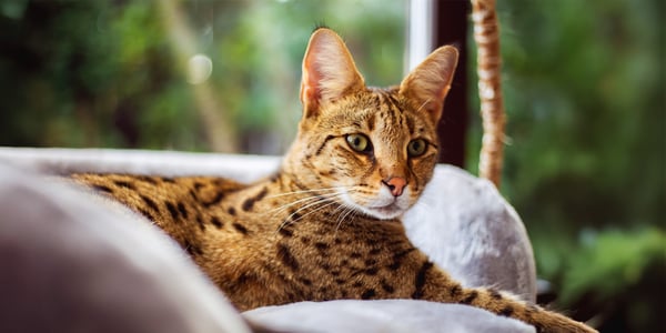 Savannah cat sitting on armchair