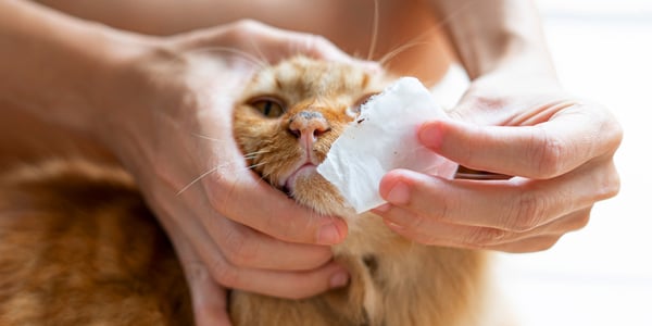 A ginger cat having his face wiped.