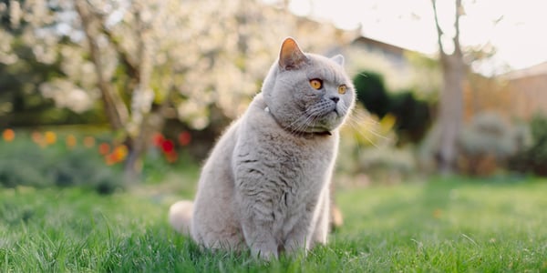 A british shorthair cat sitting outdoors on grass.