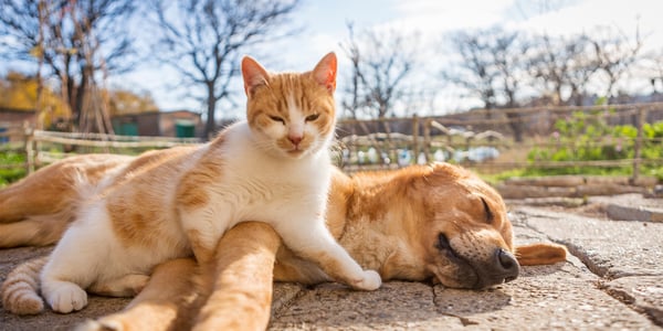 A ginger cat laying on a labrador.