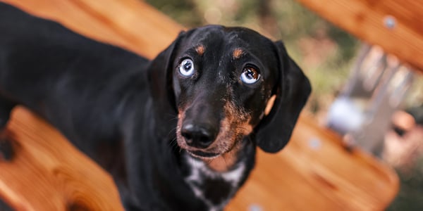 A black dachshund with blue eyes.