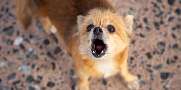 Shiranian standing on patio with mouth open