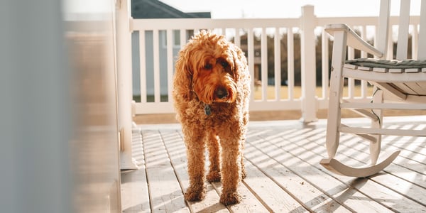 A labradoodle stood on a patio.