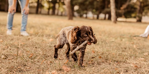 a spaniel walking in a park and holding a stick in his mouth.