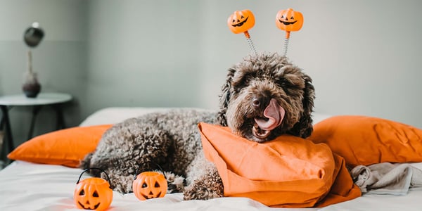 a dog wearing pumpkins