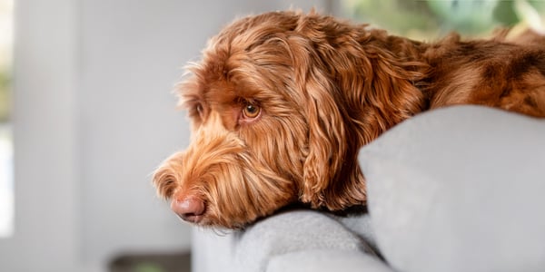 A labradoodle resting his head on a couch.