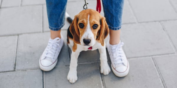 A beagle sitting between it's owners legs, looking lovingly up at the camera.