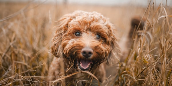 A close up of a brown Cockapoo in a field.