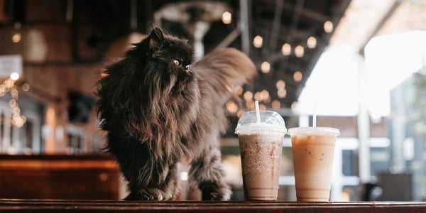 fluffy brown cat standing on a table next to two iced coffees