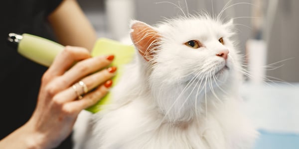 woman using flea comb on a cat