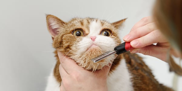 A cat getting his chin combed.