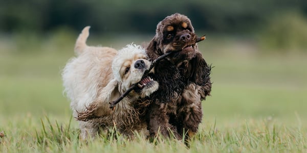 A cream and brown coloured Spaniel walking with twig in mouth.