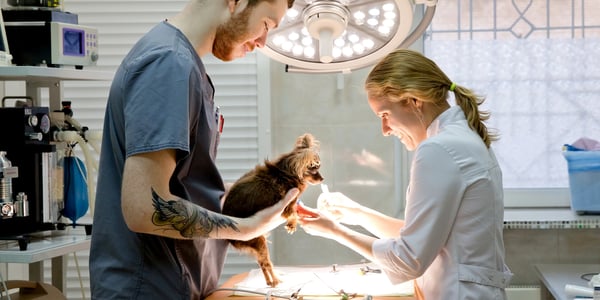 Two vets looking at a dog.