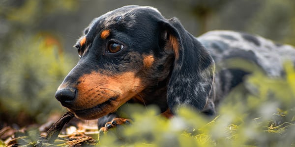 A black and tan dachshund eating a twig.