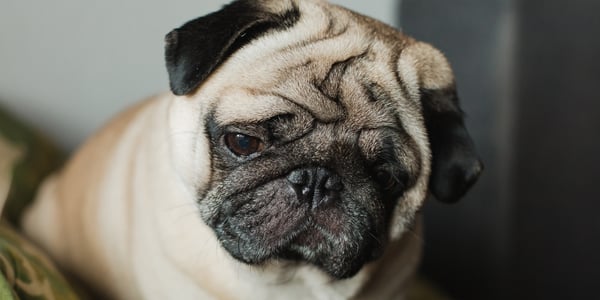 A close up image of a Pug's wrinkles.