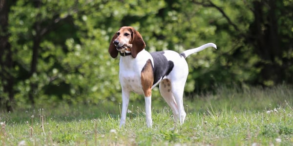 An English Foxhound standing on the grass outdoors.