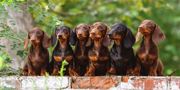 6 dachshunds standing on a brick wall.