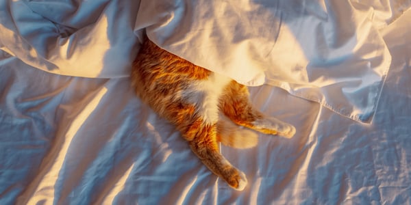 A ginger cat peeking out of bedsheets.