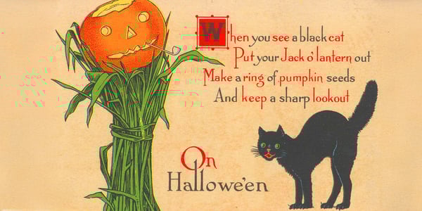 pumpkin and black cat