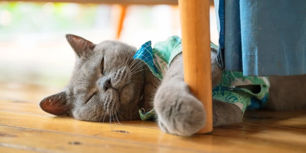 A british shorthair cat curled up at the leg of a chair