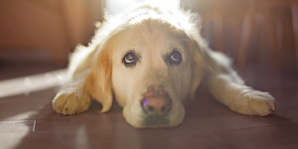 A golden retriever laying down on wooden flooring.