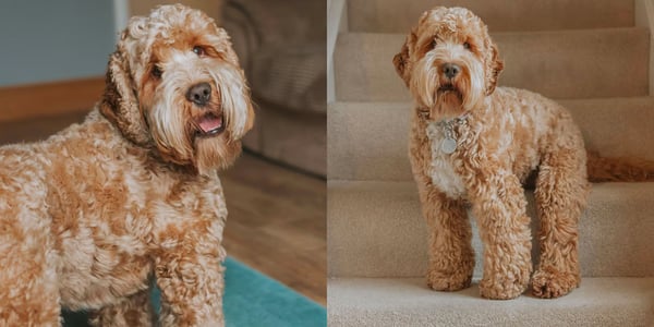 cockapoo with their new haircuts