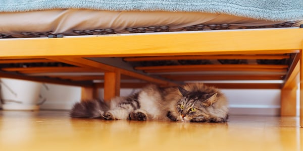 A cat laying down under a bed.