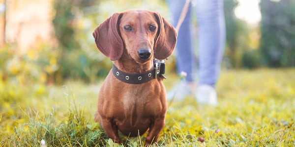 A brown standard dachshund standing on grass.