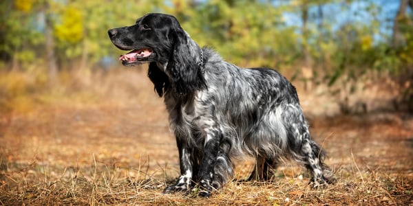 blue roan Cocker Spaniel standing in the sun outside with mouth open