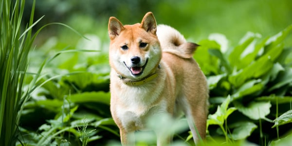 A Shiba Inu standing outdoors in a leafy spot.