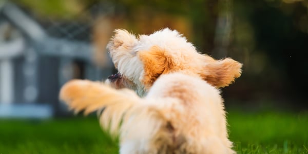 A close up of a Maltipoo's behind.