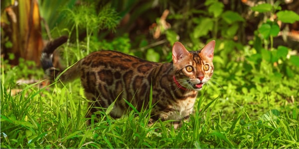 A Bengal cat standing outside in the grass.